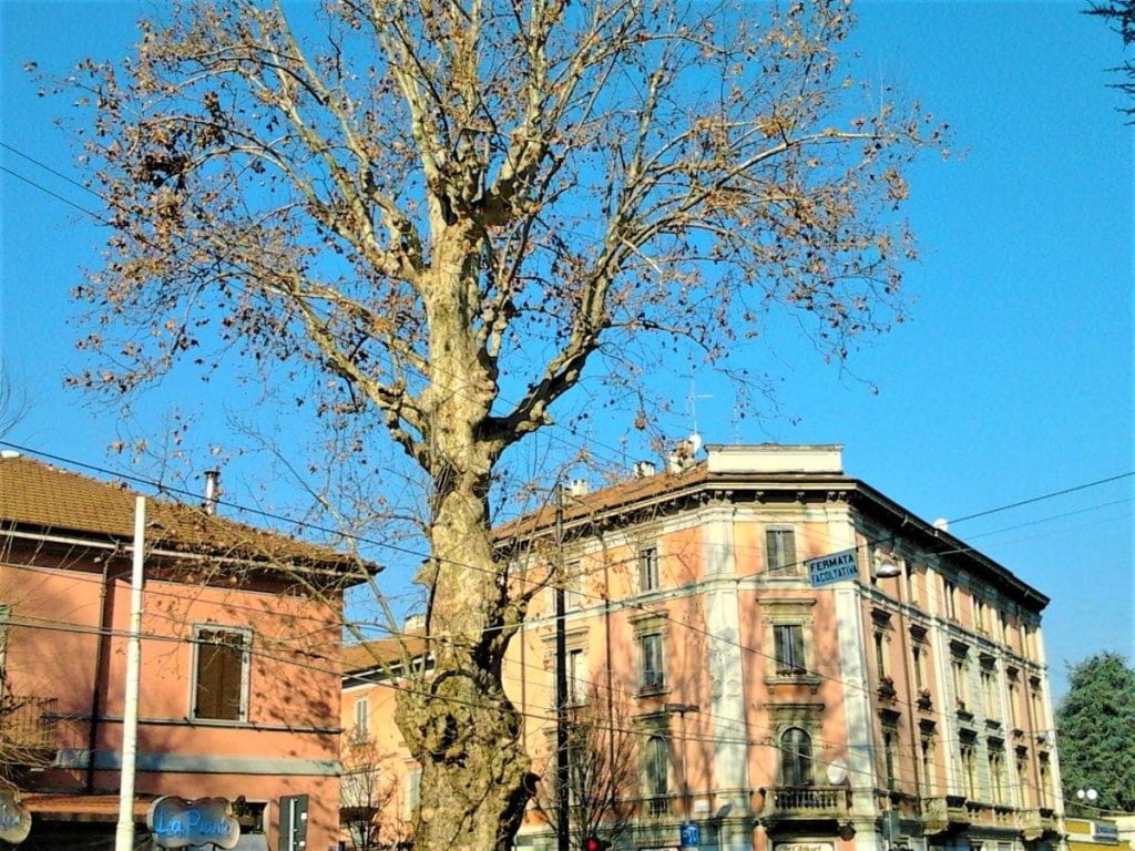 la pianta di affori